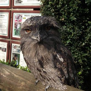 Who are you looking at ?