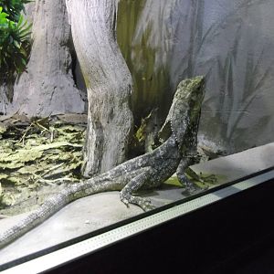 Frilled Lizard