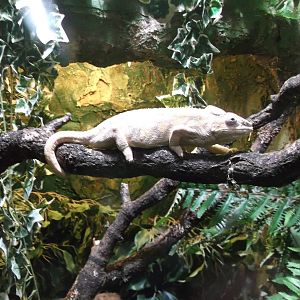 Panther Chameleon