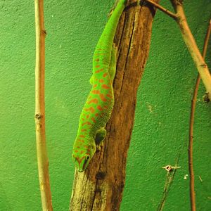 Madagascan Giant Day Gecko