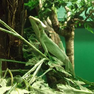 Casque Headed Iguana