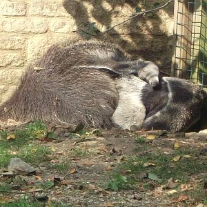 Giant Anteaters