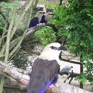 Blue Bellied Rollers