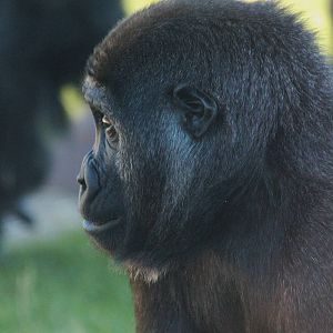Western Lowland Gorilla portrait