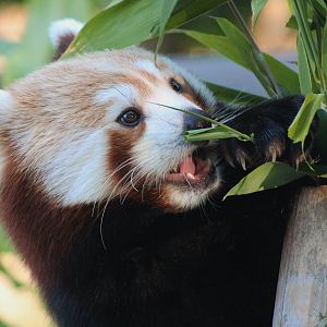 Red Panda