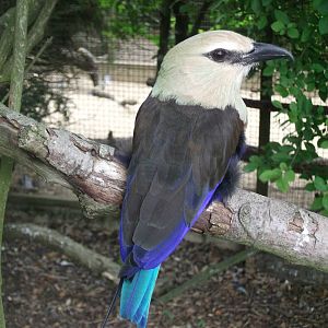 Single Blue Bellied Roller