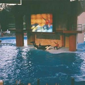 Circa 2000 - Shamu Show
