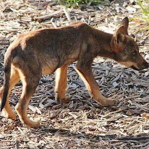 Iberian Wolf pup