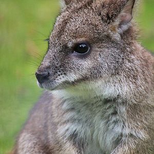 Parma Wallaby