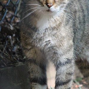 Scottish Wild Cat