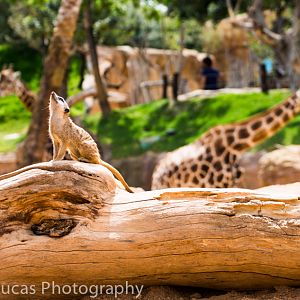 Rothschild's giraffe and Meerkat