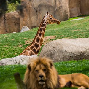 Rothschild's giraffe and Lion