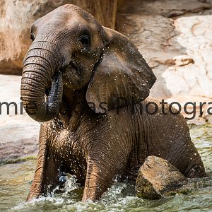 African Elephant