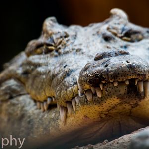 Nile Crocodile