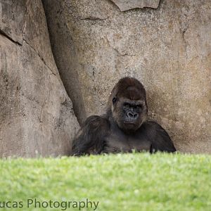 Western Lowerland Gorilla