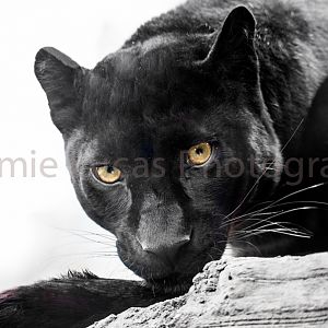 Black (Sri-Lankan?) Leopard