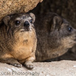 Cape Hyrax