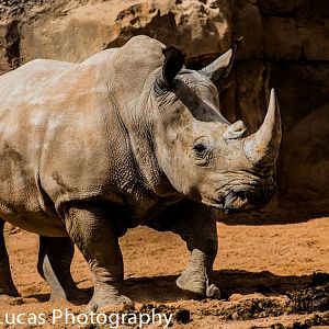 Southern White Rhino