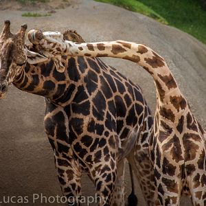 Rothschild's giraffe