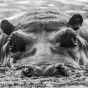 Common Hippo