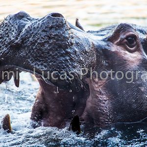 Common Hippo