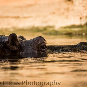 Common Hippo