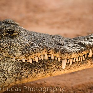 Nile Crocodile