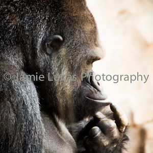 Western Lowerland Gorilla