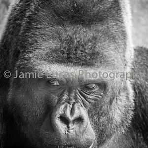 Western Lowerland Gorilla