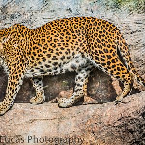Sri-Lankan Leopard