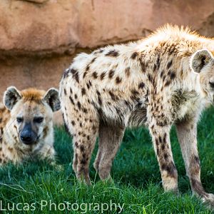 Spotted Hyena