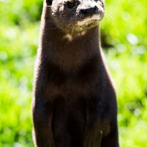 Spotted-necked otter
