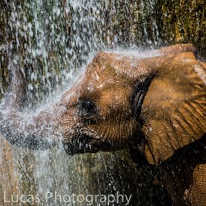 African Elephant