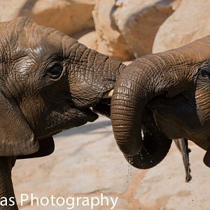 African Elephants