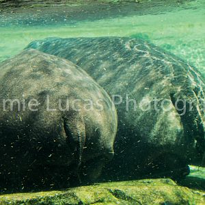 Common Hippopotamus