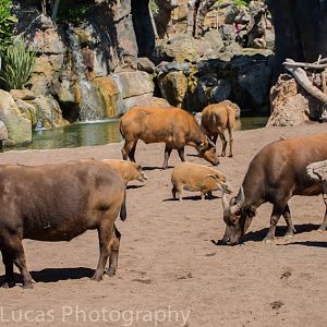 Congo Buffalo and Red River Hogs