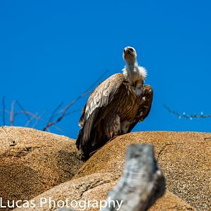 Rueppell's griffon vulture