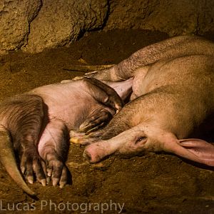 Aardvarks