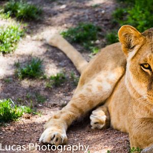 Lioness