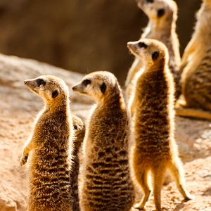 Meerkats