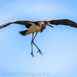 Marabou Stork