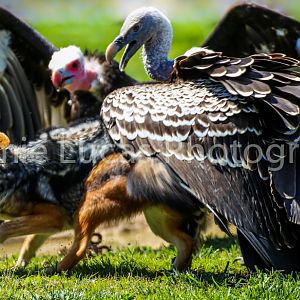 Black Backed Jackals and Rueppell's griffon vultures
