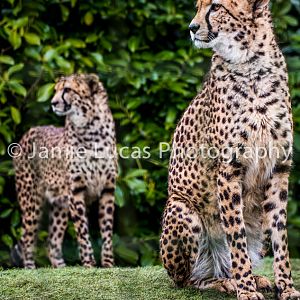Cheetahs
