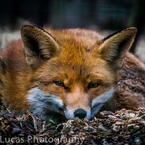 Red Fox