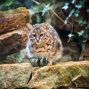 Geoffroy's Cat