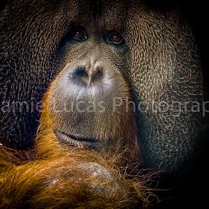 Orangutan