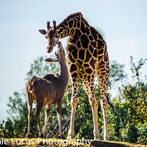 Reticulated giraffe and Greater Kudu