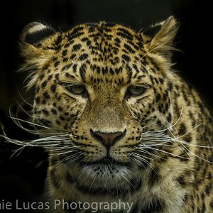 North Chinese Leopard