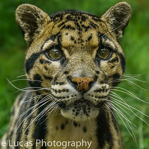 Clouded Leopard