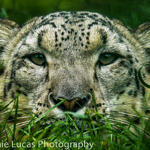 Snow Leopard